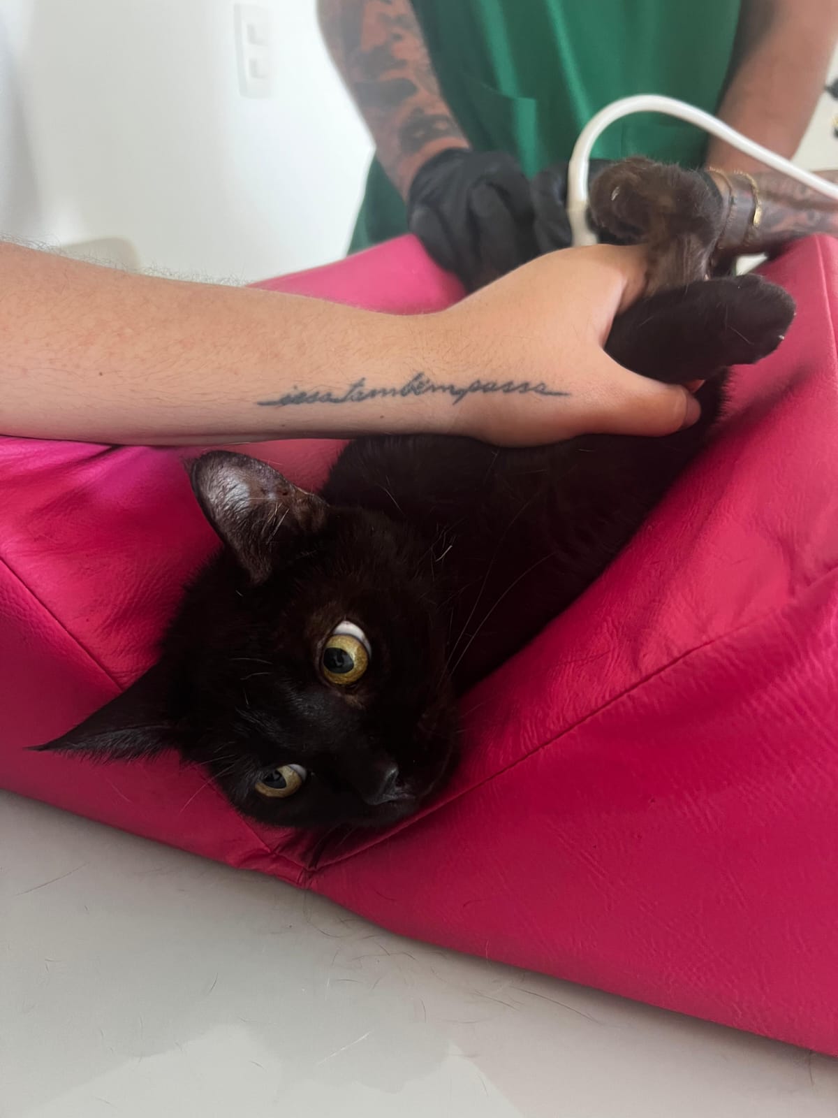 Exame veterinário Ultrapatas